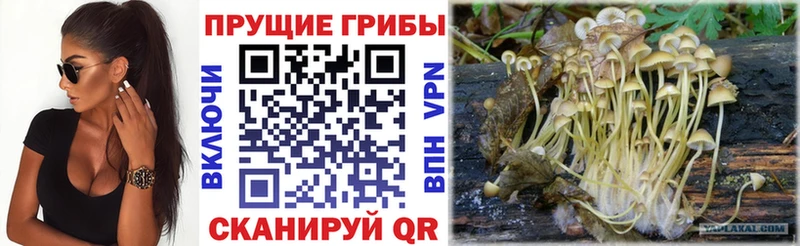 где купить наркоту  Агидель  Галлюциногенные грибы Psilocybe 